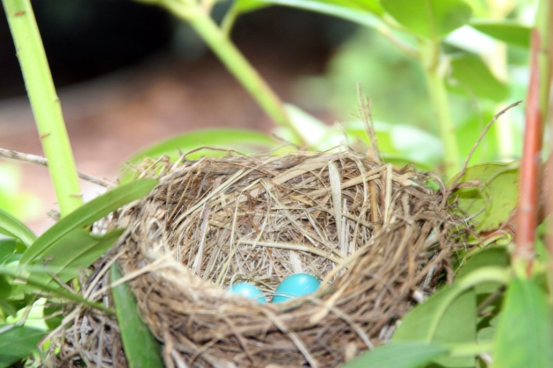 1 - First noticed robin eggs on April 28